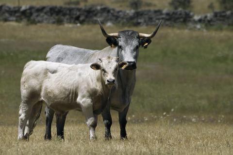 vaca morucha ternero charoles